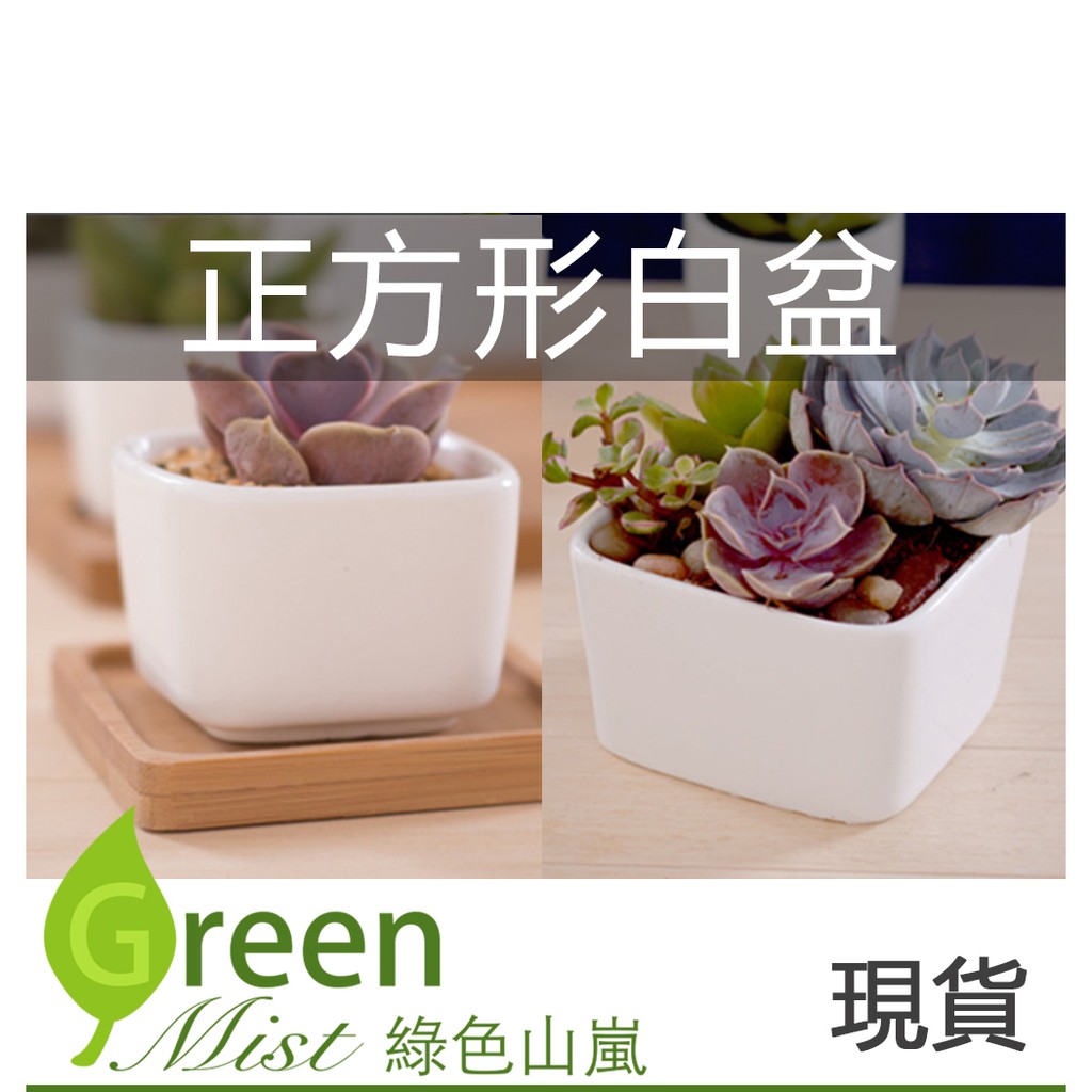 現貨 正方形白盆 小 大 簡約白色 陶瓷花盆 多肉花盆 綠色山嵐 蝦皮購物