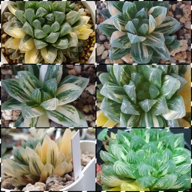 Haworthia ハオルチア花火オブツーサ錦 蝦皮購物