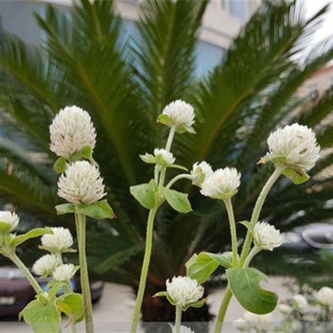 千日紅種子千日紫種子千日白種子四季種植四季種子9mvn 蝦皮購物