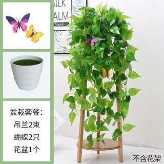 模擬綠蘿壁掛 客廳綠植裝飾 垂吊塑膠假花藤條 室內植物綠葉藤蔓吊蘭盆栽 黃金葛過膠壁掛