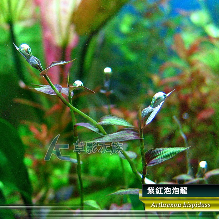 Ac草影 紫紅泡泡龍 兩株 蝦皮購物