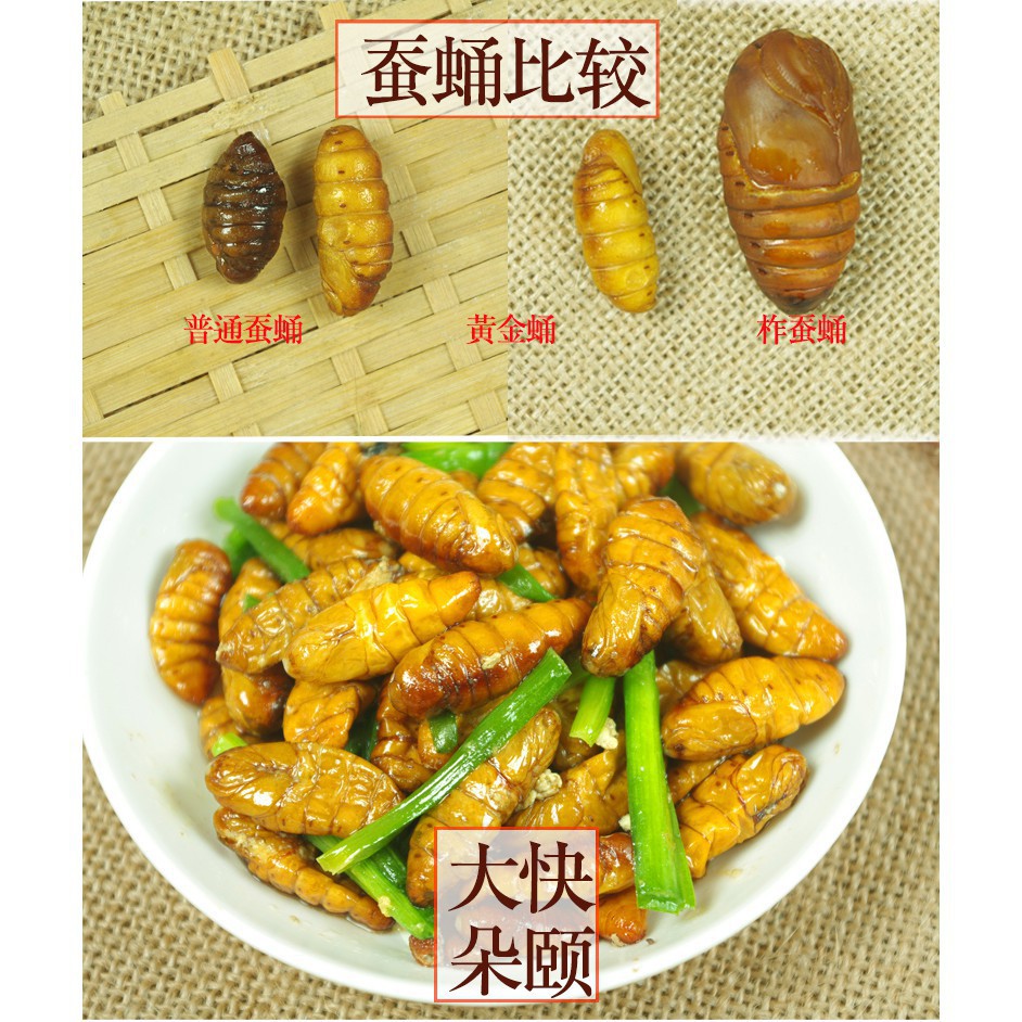 黃金蛹金絲蛹桑蠶蛹新鮮蠶蛹小生蠶蛹昆蟲野味3份多地包順 蝦皮購物