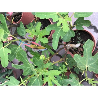 有果實 無花果 家中庭院果苗 好種易活
