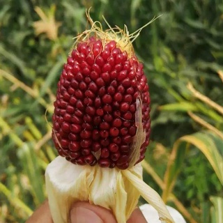 超甜草莓水果玉米種子 糯粘白黃黑紫紅花高產四季春夏季菠蘿種籽子