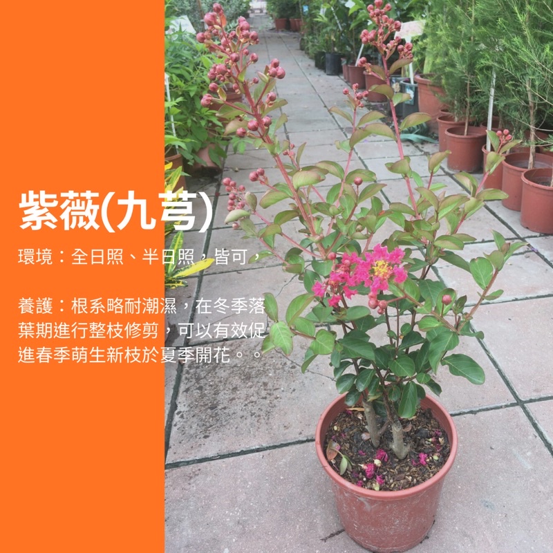 【觀葉魔人】6吋 紫薇 九芎 觀葉植物 網紅植物 室內植物 綠化盆栽 陽台植物