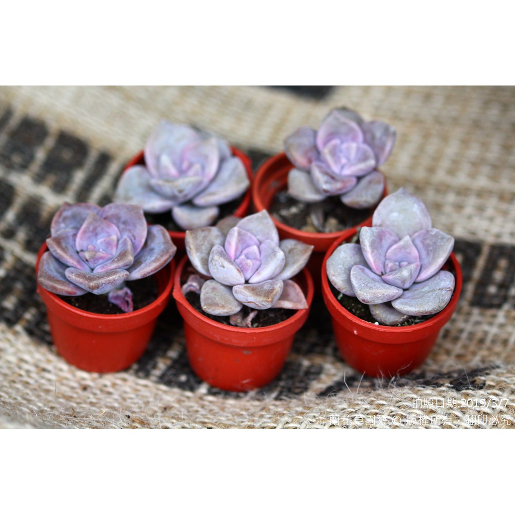 1吋迷你盆 紫色喜悅 紫樂 景天科多肉植物 蘭花草園藝 蝦皮購物