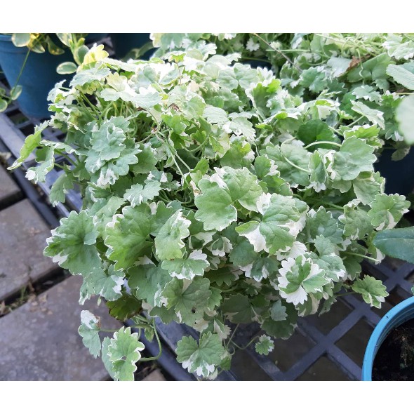 花花世界 香草植物 斑葉金錢薄荷 觀葉植物 5吋盆 高10 cm Ts 蝦皮購物