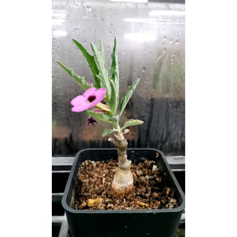 塊根植物原產粉紅花古城 蝦皮購物