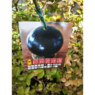 花園植物工坊♥水果苗♥福岡樹葡萄(大果)♥6吋盆♥