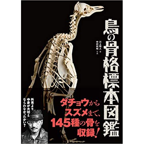 特価ブランド 骨格標本 置物