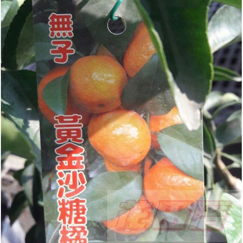【花田厝】水果果苗(*無籽黃金砂糖橘，嫁接苗*)  4.5盆高30-50cm 新貨到場
