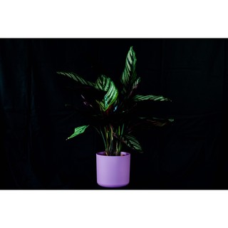 觀葉植物 雙線竹芋 Calathea sanderiana (Sander) Gentil 含荷蘭霧面圓盆