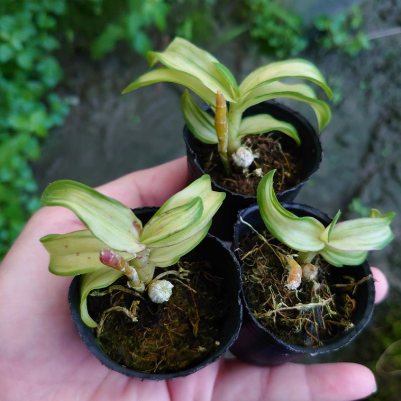 藝葉🍃麝香石斛蘭{最後一張A.B.C現貨照}Den. parishii (variegata)1.5吋/賞蘭+觀葉