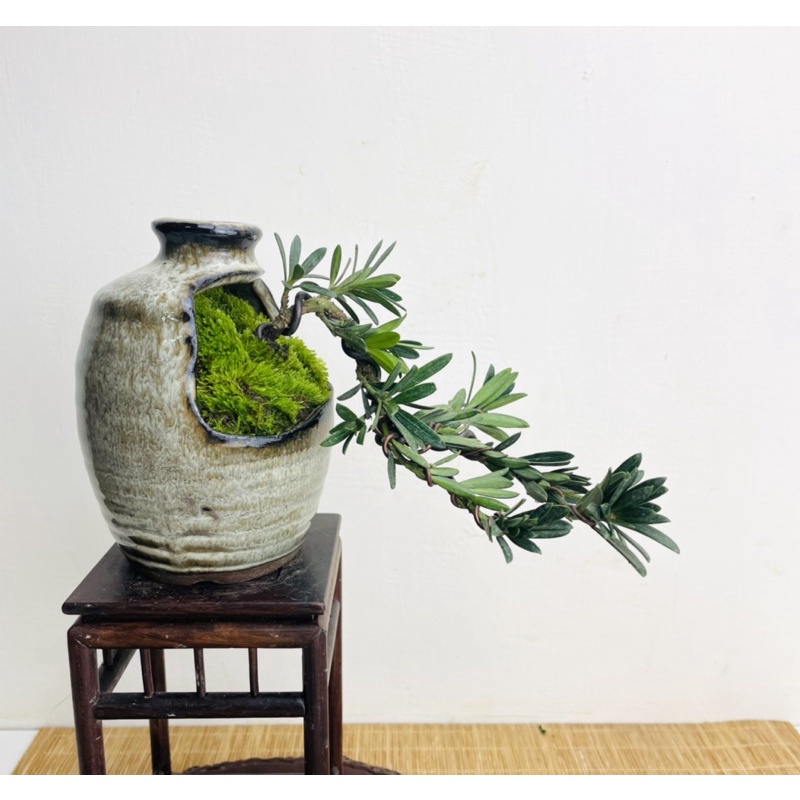 《野趣小品盆栽》綠鑽羅漢松·幹身雕塑