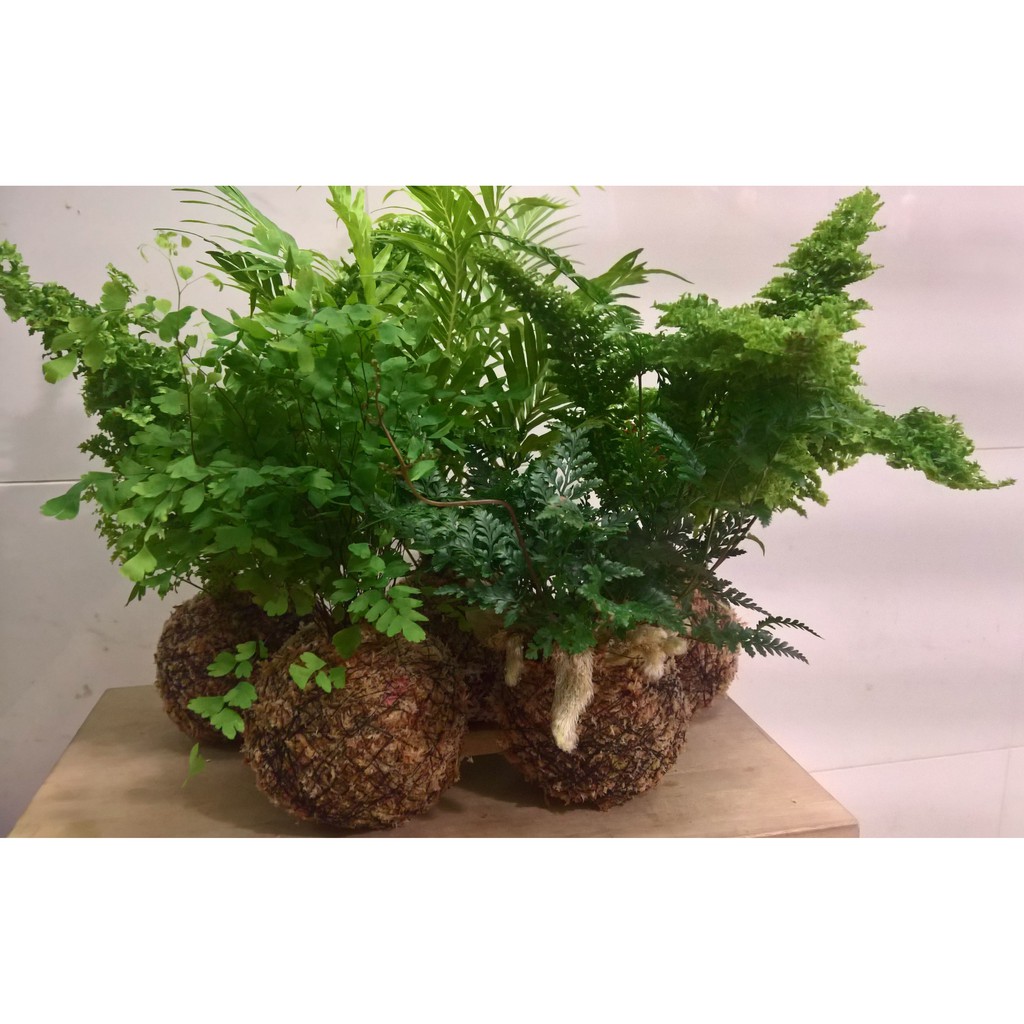 蕨地求生 苔球苔玉波士頓腎蕨兔腳蕨蕾絲蕨鐵線蕨美人蕨鳳尾蕨 蝦皮購物