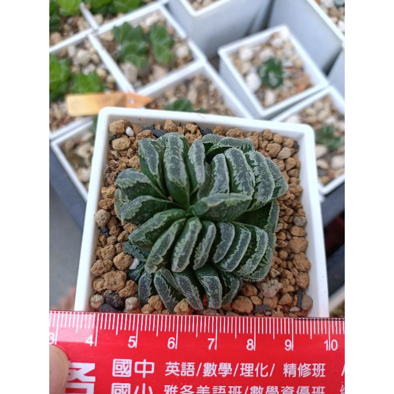 多肉植物型態特別喜歡可收藏 蝦皮購物