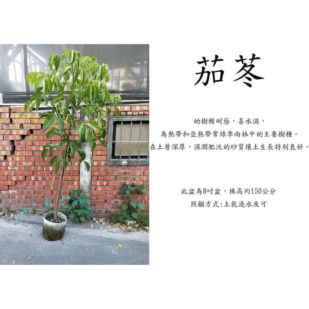心栽花坊 茄苳 茄冬樹 加冬 8吋 木本植物 綠籬植物 綠化環境 售價360特價300 蝦皮購物