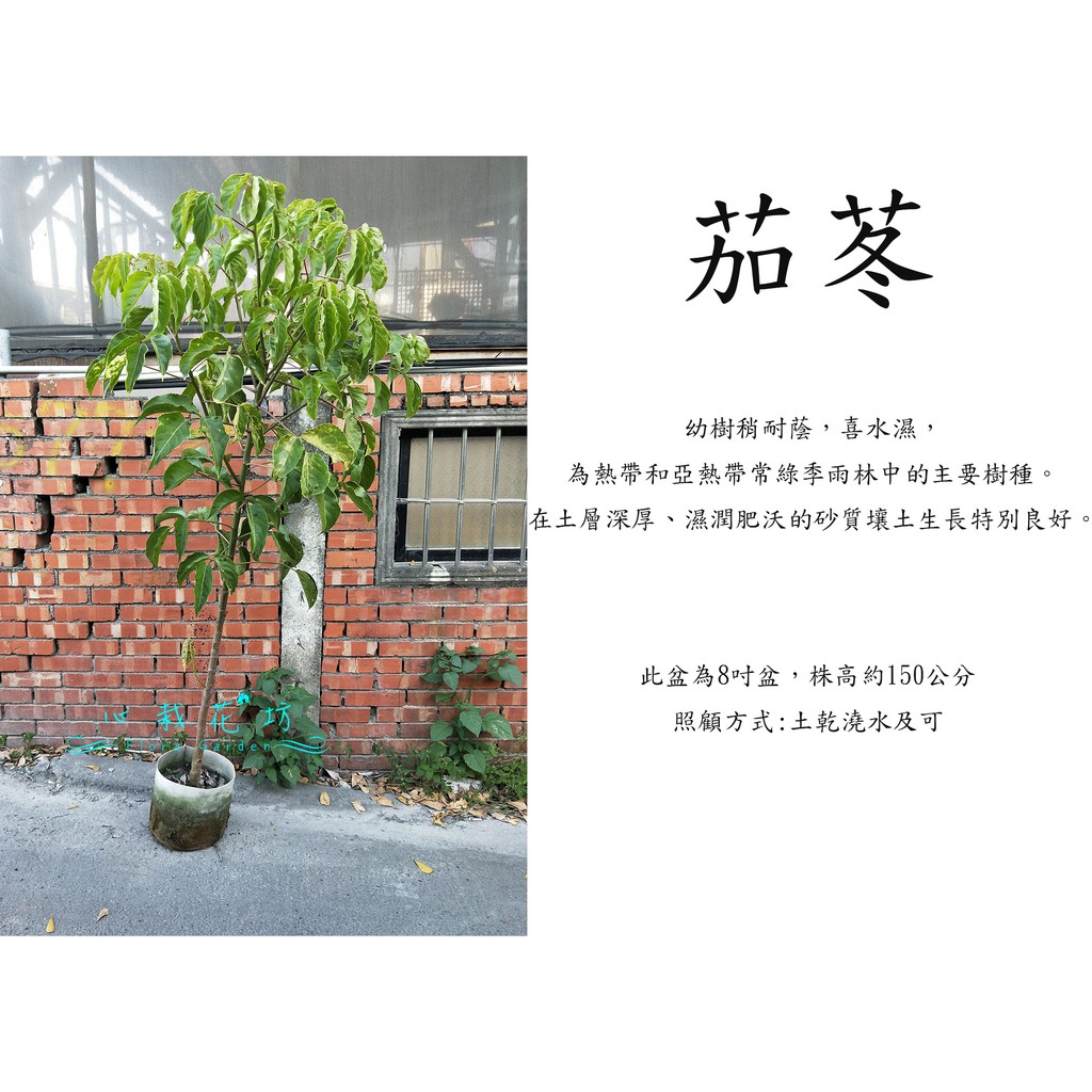 心栽花坊-茄苳/茄冬樹/加冬/8吋/木本植物/綠籬植物/綠化環境/售價380特價350