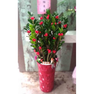 金錢樹中大型落地盆栽(美鐵芋)-心福花坊