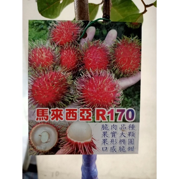 卉迎園藝 R170紅毛丹靠接苗高度70公分/水果樹苗/新興果樹