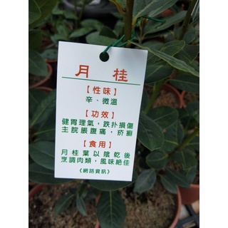 ☈綠玫☈喬木植物☈月桂☈5/6吋盆☈
