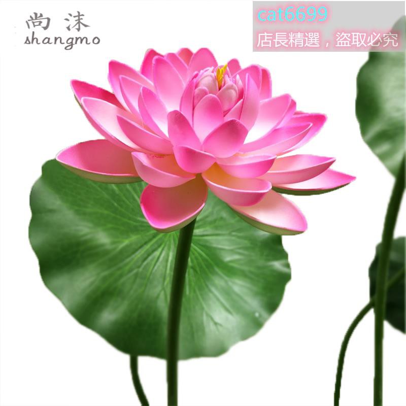 荷花池塘 Ptt Dcard討論與高評價網拍商品 21年11月 飛比價格