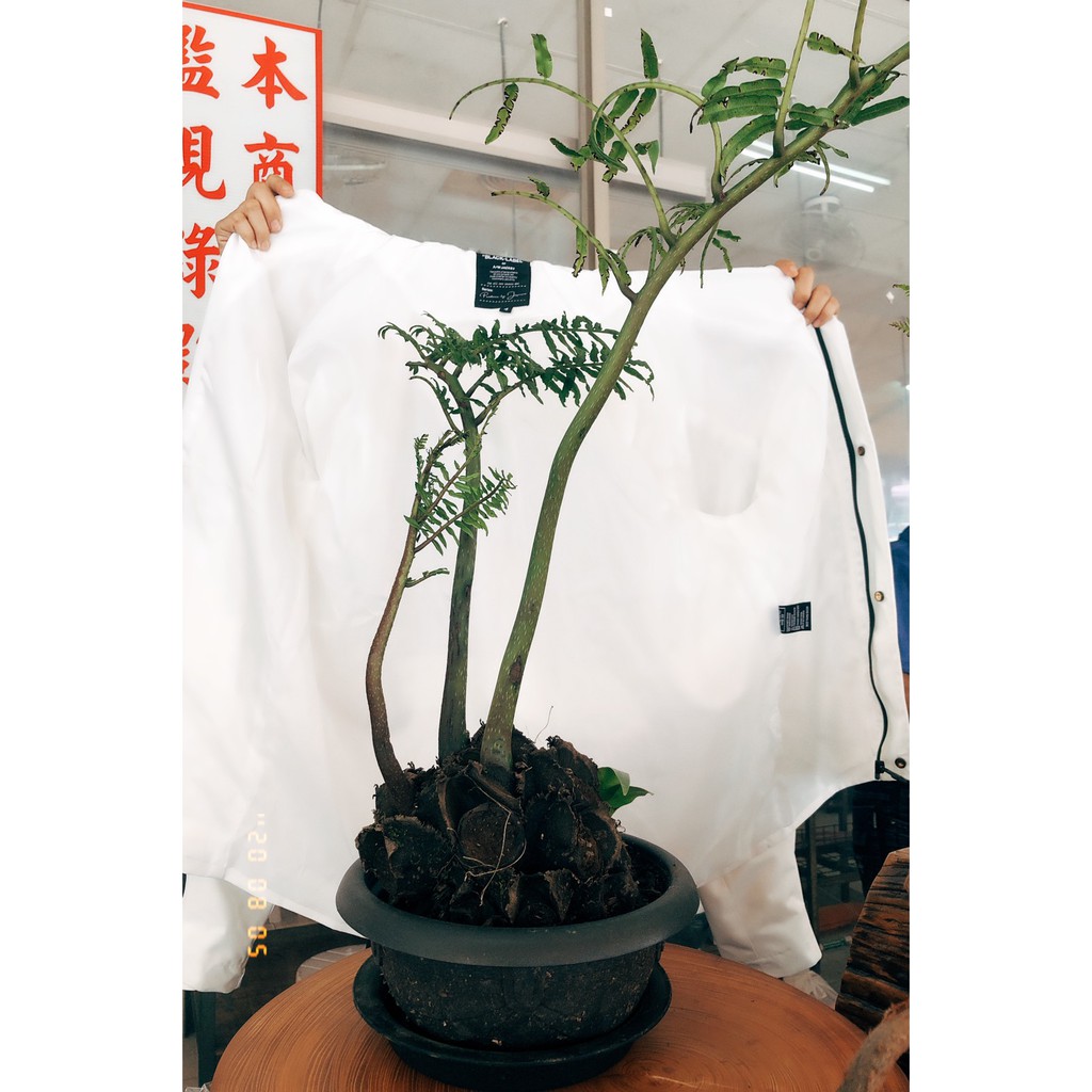 本土原生種觀音座蓮蕨 蝦皮購物