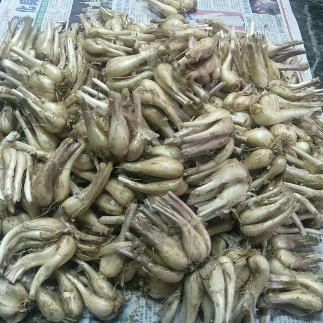 蕗蕎 新鮮現採1斤 100元限時特賣 薤 蝦皮購物
