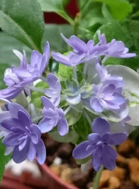 日本紫陽花 坊ケ鶴紫八重 蝦皮購物