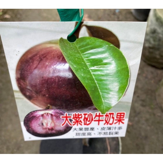 花囍園_水果苗—大紫砂牛奶果--新品種~果實大/4吋高約30-40cm