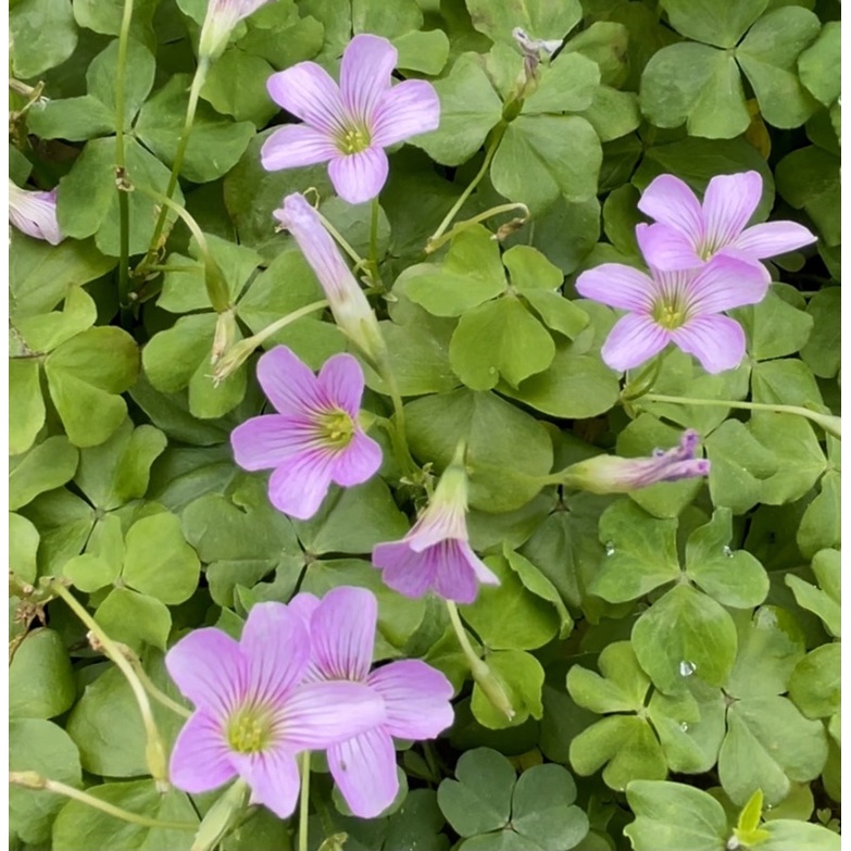 酢漿草鱗莖 種球 水晶蘿蔔 基本款紅花紫花 醡醬草 酢醬草 蝦皮購物