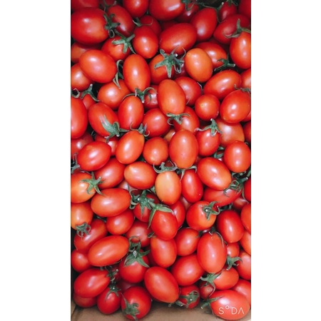 小番茄🍅18-20斤一件