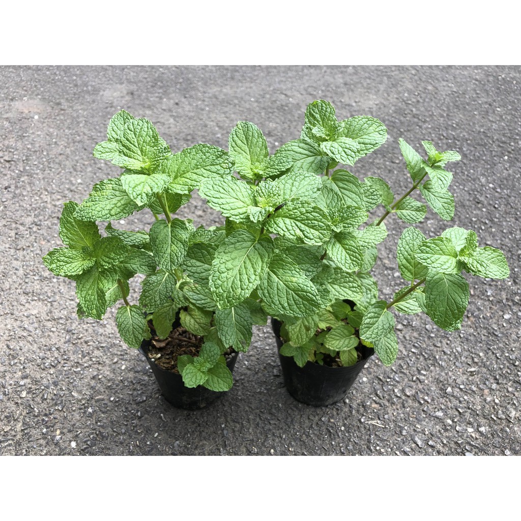 香草植物薄荷苗3吋盆2盆 蝦皮購物