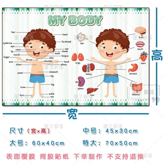 新品预售 兒童身體部位five Senses五官思維導圖英語單詞英語教室裝飾海報 蝦皮購物