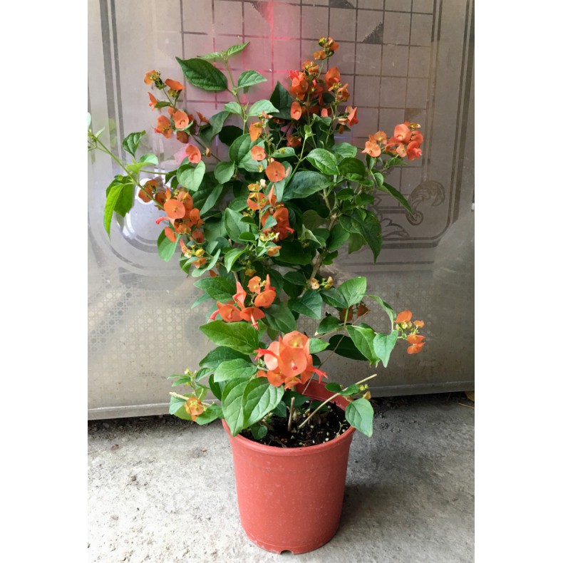 花囍園 圍籬襯景物植 陽傘花 別名洋傘花 斗笠花 官帽花 金錢藤 常綠灌木 5吋高約 25cm 特價0 蝦皮購物