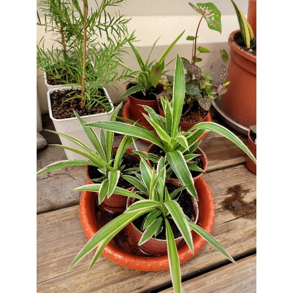 狗盒子 觀葉植物 吊蘭 折鶴蘭spider Plant 3吋盆室內植物空氣淨化 蝦皮購物