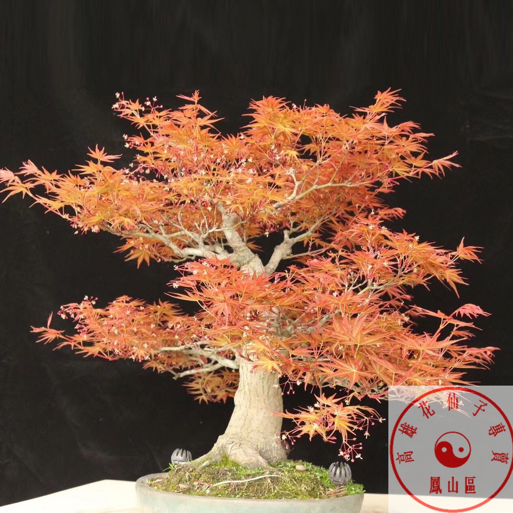 高雄花仙子挑戰網路最低價 美國紅楓種子秋火焰種子四季紅日本紅楓種子黃金楓種子 蝦皮購物