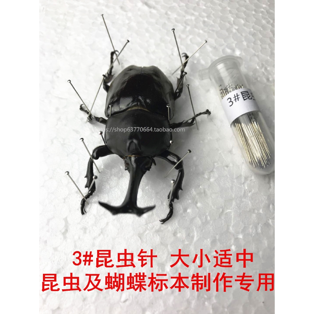 现货昆蟲針3號蝴蝶甲蟲展翅固定型標本制作工具材料100支不銹鋼釘 蝦皮購物