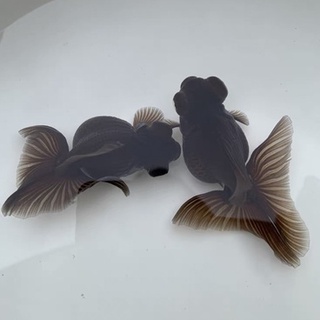 金魚琉金 優惠推薦 22年8月 蝦皮購物台灣