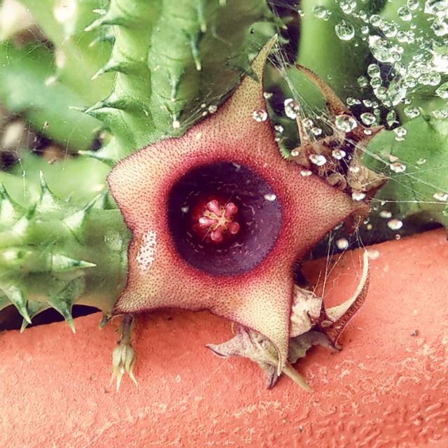 青鬼角 蘿藦 仙人掌 蝦皮購物