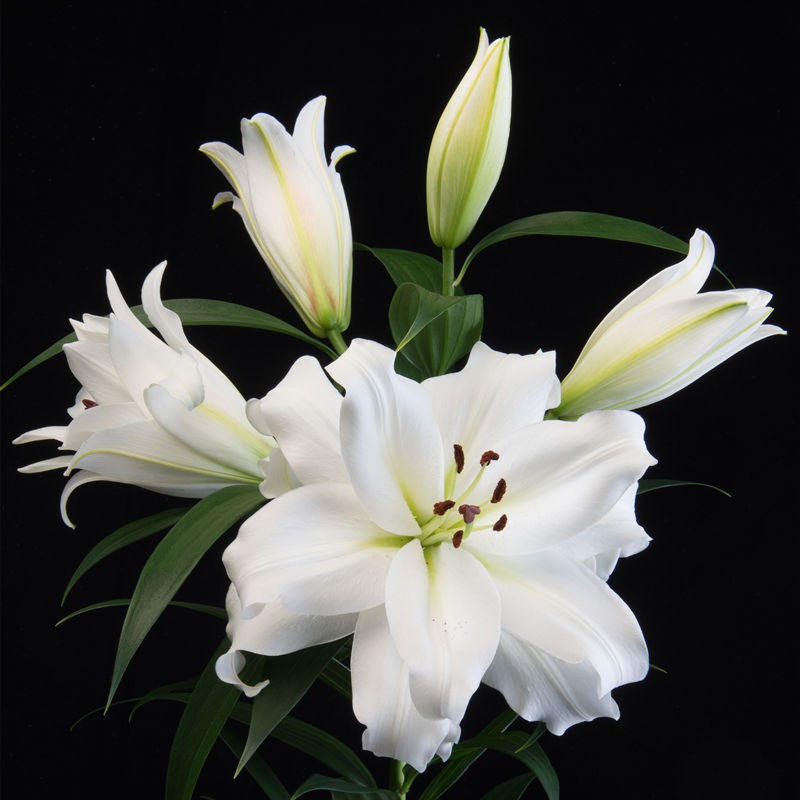 豐產種業 百合種球香水百合 蝦皮購物