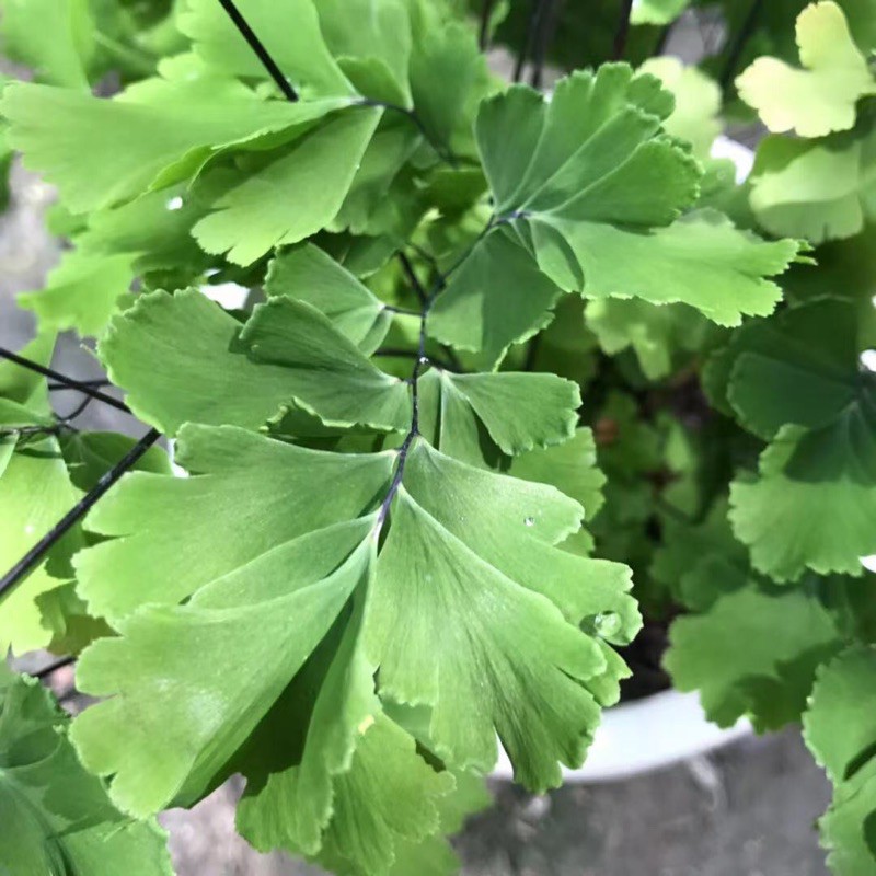 糀町雨林植物💮 綴化大葉鐵線蕨Adiantum capillus-veneris、密葉鐵線蕨、雲朵鐵線蕨