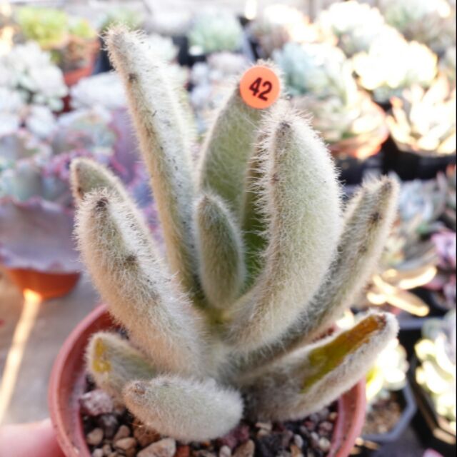 毛毛兔子多肉42 閃光兔多肉植物 蝦皮購物