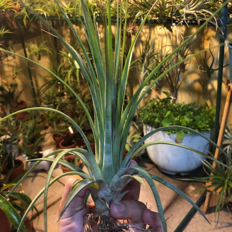 空氣鳳梨  費西古拉塔*小精靈  tillandsia fasciculata x ionantha