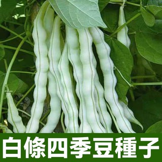 白條四季豆種子 四季豆種子 農家四季播春夏秋冬無筋蕓豆架豆種籽 蔬菜種子