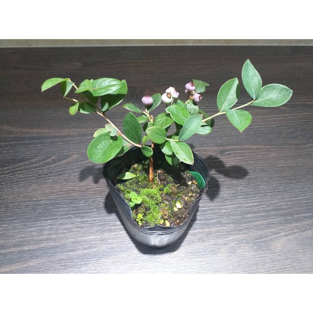 藍莓苗【海岸(Gulfcoast)】3.5吋淺軟黑盆、6吋盆栽。