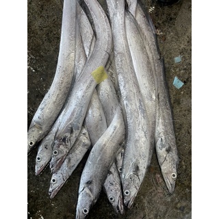 白帶魚 優惠推薦 21年7月 蝦皮購物台灣