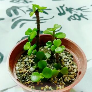 銀杏木🍀三吋盆 /支條/發財樹 /樹馬齒莧/多肉植物