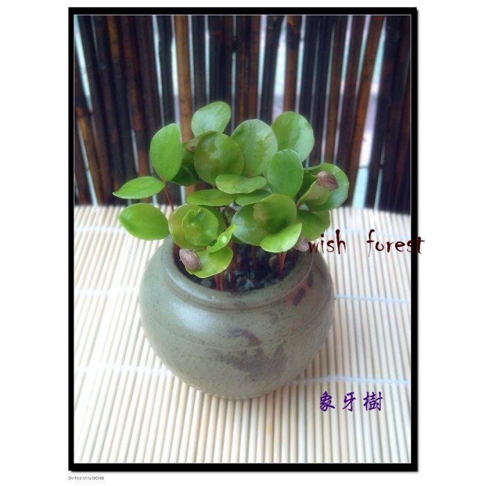 WISH FOREST【觀葉植物。象牙木】~~可愛小圓葉~~耐陰性佳~辦公室盆栽小品~