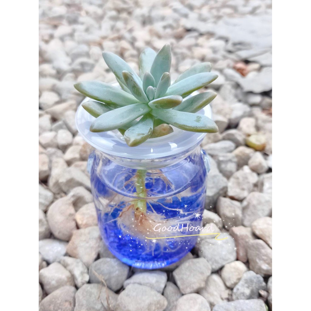 固禾農場 幸運的玻璃瓶 水耕植物 秋麗 水耕 水培 多肉 仙人掌 土耕 植物 水耕植物 蝦皮購物